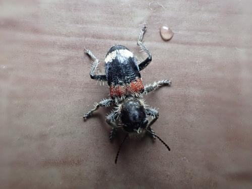 Réf. 341 732 : Clerus mutillarius